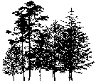A black and white sketch of a cluster of trees.