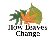 How the Leaves Change