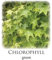 Chlorophyll